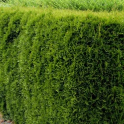 Hækthuja 'Smaragd' Thuja Occidentalis 'Smaragd' Med Klump, - 80-100 Cm 9 Hækthuja 'Smaragd' Thuja Occidentalis 'Smaragd' Med Klump, - 80-100 Cm -Osmosite Butik p3129 52858 thuja occidentalis smaragd 9b78 1