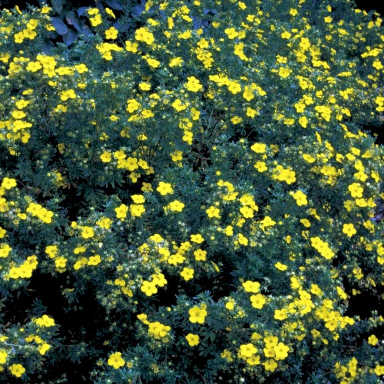 Gul Buskpotentil 'Goldfinger' Potentilla Fruticosa 'Goldfinger' Plug + 2 års, 30-50 Cm. 1 Gul Buskpotentil 'Goldfinger' Potentilla Fruticosa 'Goldfinger' Plug + 2 års, 30-50 Cm.