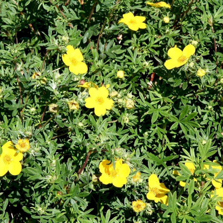 Gul Buskpotentil 'Goldfinger' Potentilla Fruticosa 'Goldfinger' Plug + 2 års, 30-50 Cm. 2 Gul Buskpotentil 'Goldfinger' Potentilla Fruticosa 'Goldfinger' Plug + 2 års, 30-50 Cm. - Billede 2