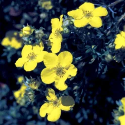 Gul Buskpotentil 'Goldfinger' Potentilla Fruticosa 'Goldfinger' Plug + 2 års, 30-50 Cm. 12 Gul Buskpotentil 'Goldfinger' Potentilla Fruticosa 'Goldfinger' Plug + 2 års, 30-50 Cm. -Osmosite Butik p3130 54085 potentilla fruticosa goldfinger 2cdf