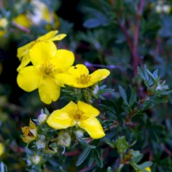 Gul Buskpotentil 'Goldfinger' Potentilla Fruticosa 'Goldfinger' Plug + 2 års, 30-50 Cm. 13 Gul Buskpotentil 'Goldfinger' Potentilla Fruticosa 'Goldfinger' Plug + 2 års, 30-50 Cm. -Osmosite Butik p3130 54086 potentilla fruticosa goldfinger a387