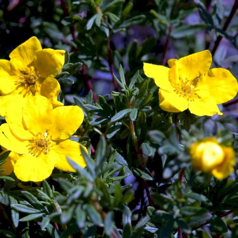Gul Buskpotentil 'Goldfinger' Potentilla Fruticosa 'Goldfinger' Plug + 2 års, 30-50 Cm. 5 Gul Buskpotentil 'Goldfinger' Potentilla Fruticosa 'Goldfinger' Plug + 2 års, 30-50 Cm. - Billede 5