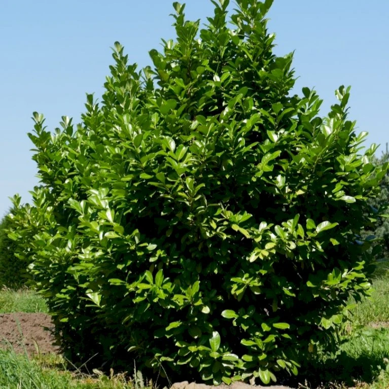 Hæk-Kirsebærlaurbær 'Rotundifolia' Prunus Laurocerasus 'Rotundifolia' Potte 10 Liter,- 100-125 Cm. 1 Hæk-Kirsebærlaurbær 'Rotundifolia' Prunus Laurocerasus 'Rotundifolia' Potte 10 Liter,- 100-125 Cm.