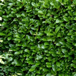 Hæk-Kirsebærlaurbær 'Rotundifolia' Prunus Laurocerasus 'Rotundifolia' Potte 10 Liter,- 100-125 Cm. 8 Hæk-Kirsebærlaurbær 'Rotundifolia' Prunus Laurocerasus 'Rotundifolia' Potte 10 Liter,- 100-125 Cm. -Osmosite Butik p3166 52810 prunus laurocerasus rotundifolia 617d