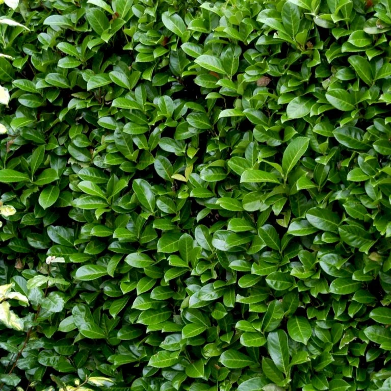 Hæk-Kirsebærlaurbær 'Rotundifolia' Prunus Laurocerasus 'Rotundifolia' Potte 10 Liter,- 100-125 Cm. 3 Hæk-Kirsebærlaurbær 'Rotundifolia' Prunus Laurocerasus 'Rotundifolia' Potte 10 Liter,- 100-125 Cm. - Billede 3