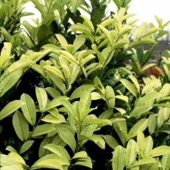 Hæk-Kirsebærlaurbær 'Rotundifolia' Prunus Laurocerasus 'Rotundifolia' Potte 10 Liter,- 100-125 Cm. 9 Hæk-Kirsebærlaurbær 'Rotundifolia' Prunus Laurocerasus 'Rotundifolia' Potte 10 Liter,- 100-125 Cm. -Osmosite Butik p3166 52811 prunus laurocerasus rotundifolia 46c3