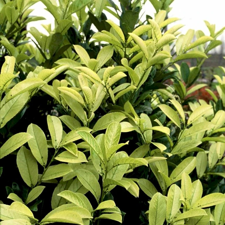 Hæk-Kirsebærlaurbær 'Rotundifolia' Prunus Laurocerasus 'Rotundifolia' Potte 10 Liter,- 100-125 Cm. 4 Hæk-Kirsebærlaurbær 'Rotundifolia' Prunus Laurocerasus 'Rotundifolia' Potte 10 Liter,- 100-125 Cm. - Billede 4