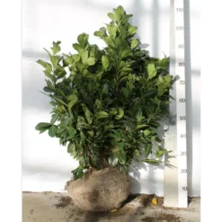 Kirsebærlaurbær 'Etna' Prunus Laurocerasus 'Etna' Med Klump,- 80-100 Cm.