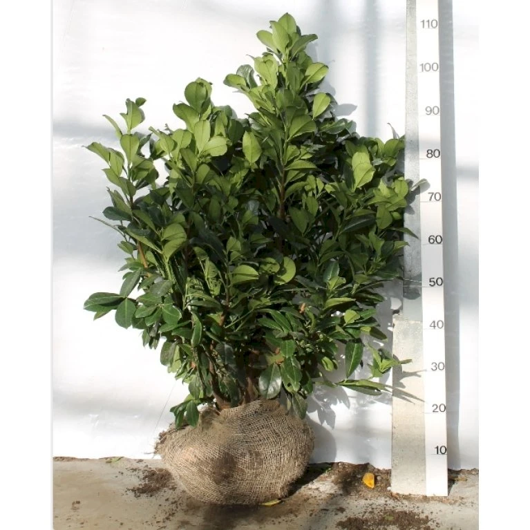 Kirsebærlaurbær 'Etna' Prunus Laurocerasus 'Etna' Med Klump,- 80-100 Cm. 1 Kirsebærlaurbær 'Etna' Prunus Laurocerasus 'Etna' Med Klump,- 80-100 Cm.