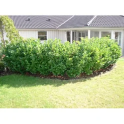 Kirsebærlaurbær 'Etna' Prunus Laurocerasus 'Etna' Potte 10 Liter,- 60-80 Cm. -Osmosite Butik p3179 30027 prunus laurocerasus etna 6222 2