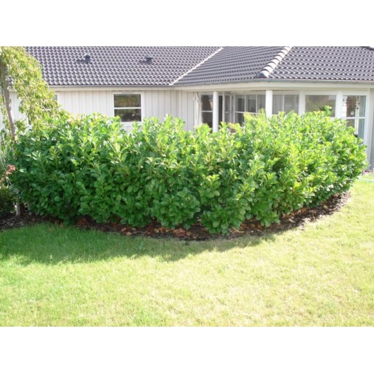 Kirsebærlaurbær 'Etna' Prunus Laurocerasus 'Etna' Med Klump,- 125-150 Cm. 1 Kirsebærlaurbær 'Etna' Prunus Laurocerasus 'Etna' Med Klump,- 125-150 Cm.