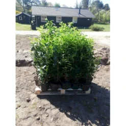 Kirsebærlaurbær 'Etna' Prunus Laurocerasus 'Etna' Potte 10 Liter,- 60-80 Cm.