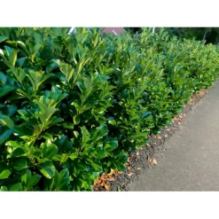 Kirsebærlaurbær 'Etna' Prunus Laurocerasus 'Etna' Potte 5,0 Liter,- 80-100 Cm. -Osmosite Butik p3179 34070 prunus laurocerasus etna fe24 1