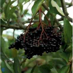 Storfrugtet Hyld 'Haschberg' Sambucus Nigra 'Haschberg' 5 Liter Potte