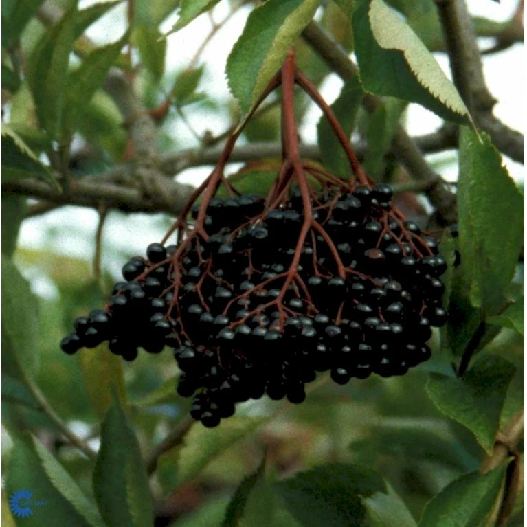 Storfrugtet Hyld 'Haschberg' Sambucus Nigra 'Haschberg' 5 Liter Potte 1 Storfrugtet Hyld 'Haschberg' Sambucus Nigra 'Haschberg' 5 Liter Potte