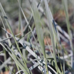 Blå Marehalm 'Blue Dune' Leymus Arenarius 'Blue Dune' 1 Liter Potte