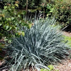 Blå Marehalm 'Blue Dune' Leymus Arenarius 'Blue Dune' 1 Liter Potte 8 Blå Marehalm 'Blue Dune' Leymus Arenarius 'Blue Dune' 1 Liter Potte -Osmosite Butik p33017 50909 leymus arenarius blue dune 681c