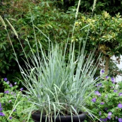 Blå Marehalm 'Blue Dune' Leymus Arenarius 'Blue Dune' 1 Liter Potte 9 Blå Marehalm 'Blue Dune' Leymus Arenarius 'Blue Dune' 1 Liter Potte -Osmosite Butik p33017 50910 leymus arenarius blue dune 0bea