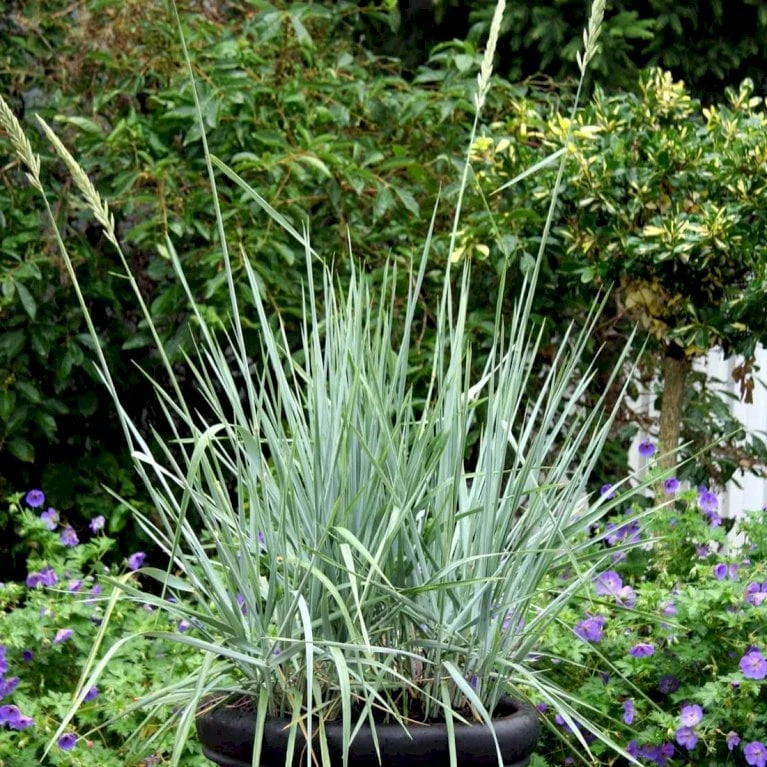 Blå Marehalm 'Blue Dune' Leymus Arenarius 'Blue Dune' 1 Liter Potte 4 Blå Marehalm 'Blue Dune' Leymus Arenarius 'Blue Dune' 1 Liter Potte - Billede 4