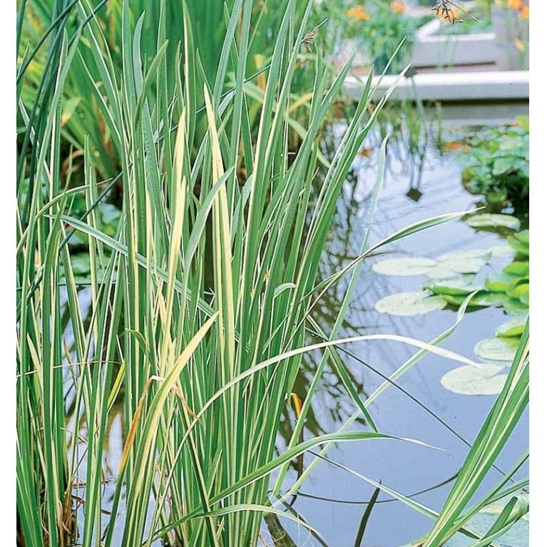 Kalmus 'Argenteostriatus' Acorus Gramineus 'Argenteostriatus' 1 Liter Potte 3 Kalmus 'Argenteostriatus' Acorus Gramineus 'Argenteostriatus' 1 Liter Potte - Billede 3