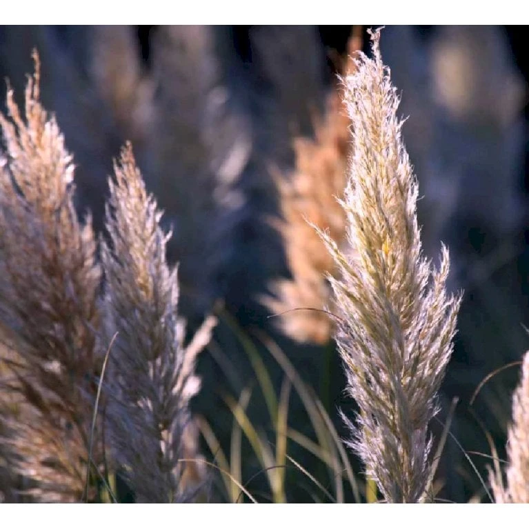 Pampasgræs 'Rosea' Cortaderia Selloana 'Rosea' Potte 2 Liter. 3 Pampasgræs 'Rosea' Cortaderia Selloana 'Rosea' Potte 2 Liter. - Billede 3