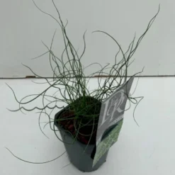 Spiral-Lysesiv Juncus Effusus Spiralis 1 Liter Potte