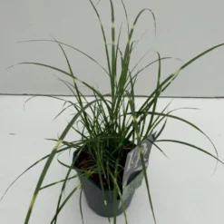 Dværg Zebragræs 'Little Zebra' Miscanthus Sinensis 'Little Zebra' Potte 2 Liter.