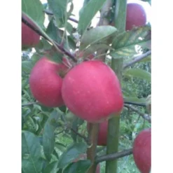 Æble 'Maribelle' Malus Domestica 'Maribelle' 4-8 Grene. 120-160 Cm. Potte, (M7)