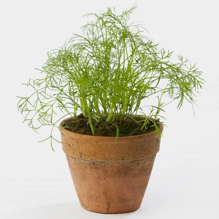 Bladdild 'Gold Crown' Øko Anethum Graveolens L. 'Gold Crown' 2 Bladdild 'Gold Crown' Øko Anethum Graveolens L. 'Gold Crown' - Billede 2