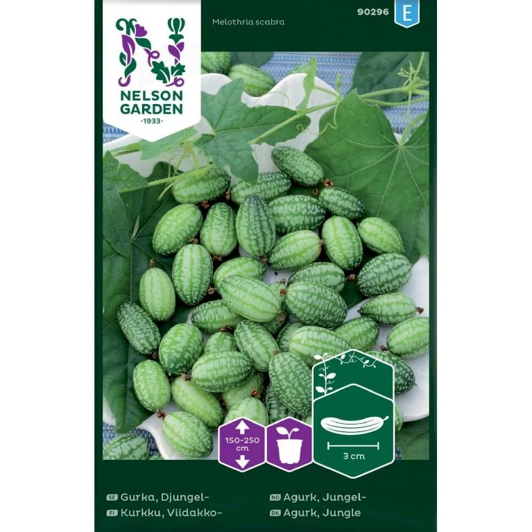 Jungel Agurk Melothria Scabra 1 Jungel Agurk Melothria Scabra