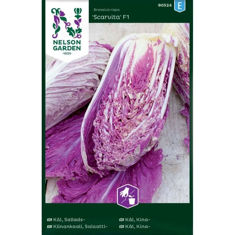 Kinakål 'Scarvita' F1 Brassica Rapa 'Scarvita' F1 1 Kinakål 'Scarvita' F1 Brassica Rapa 'Scarvita' F1