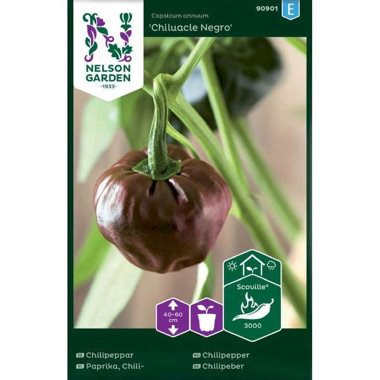 Chilipeber 'Chiluacle Negro' Capsicum Annuum 'Chiluacle Negro' 1 Chilipeber 'Chiluacle Negro' Capsicum Annuum 'Chiluacle Negro'