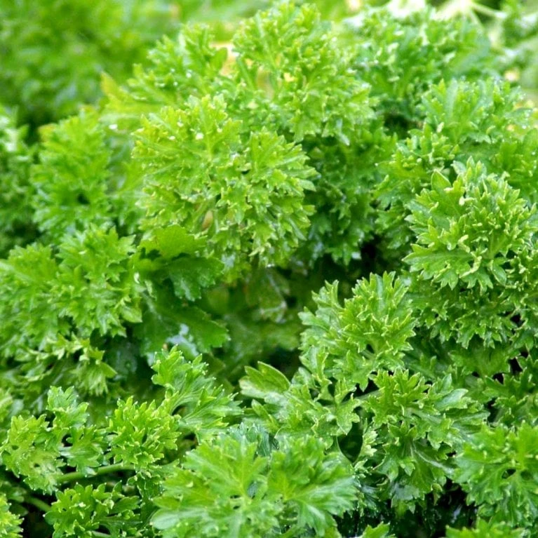 Kruspersille 'Grüne Perle' Øko Petroselinum Crispum 'Grüne Perle' 2 Kruspersille 'Grüne Perle' Øko Petroselinum Crispum 'Grüne Perle' - Billede 2