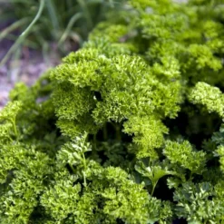 Kruspersille 'Grüne Perle' Øko Petroselinum Crispum 'Grüne Perle' 7 Kruspersille 'Grüne Perle' Øko Petroselinum Crispum 'Grüne Perle' -Osmosite Butik p33730 54636 petroselinum crispum gruene perle de78