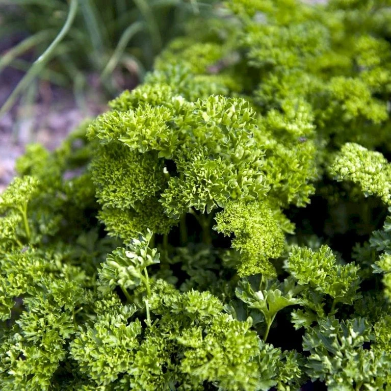 Kruspersille 'Grüne Perle' Øko Petroselinum Crispum 'Grüne Perle' 4 Kruspersille 'Grüne Perle' Øko Petroselinum Crispum 'Grüne Perle' - Billede 4