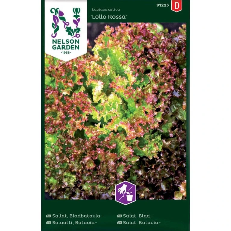 Bataviasalat 'Lollo Rossa' Lactuca Sativa 'Lollo Rossa' 1 Bataviasalat 'Lollo Rossa' Lactuca Sativa 'Lollo Rossa'