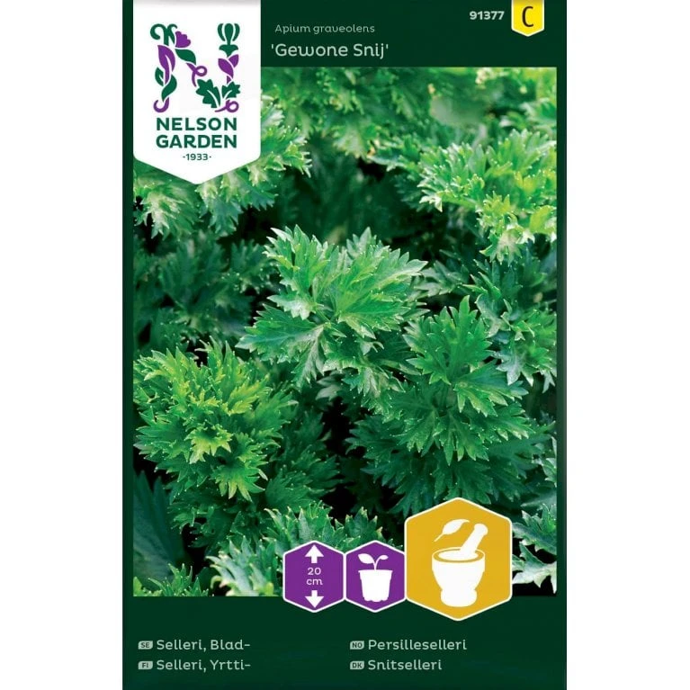 Snitselleri 'Gewone Snij' Apium Graveolens 'Gewone Snij' 1 Snitselleri 'Gewone Snij' Apium Graveolens 'Gewone Snij'