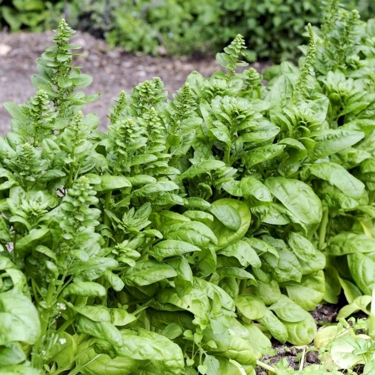 Spinat 'Vroeg Reuzenblad' Øko Spinacia Oleracea L. 'Vroeg Reuzenblad' 3 Spinat 'Vroeg Reuzenblad' Øko Spinacia Oleracea L. 'Vroeg Reuzenblad' - Billede 3