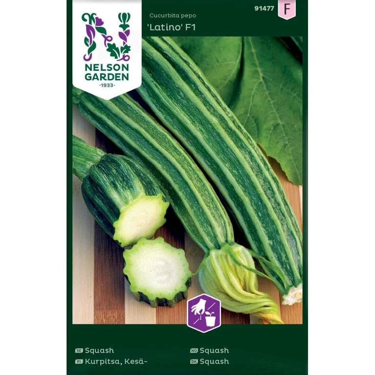 Squash 'Latino' F1 Cucurbita Pepo 'Latino' F1 1 Squash 'Latino' F1 Cucurbita Pepo 'Latino' F1