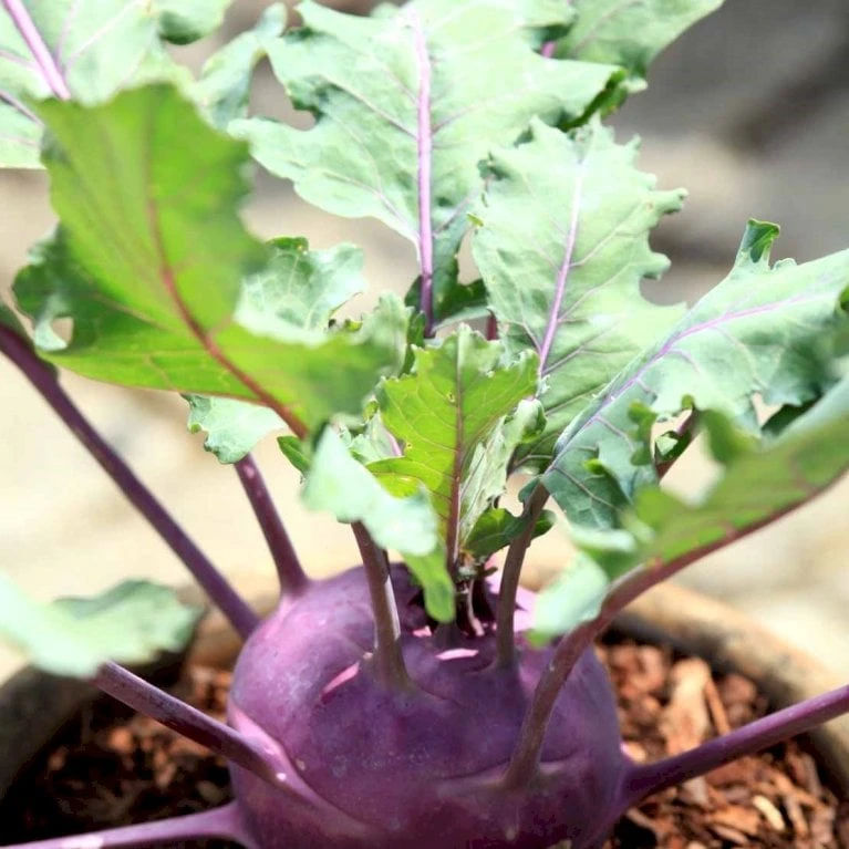 Kålrabi 'Azur-Star' Øko Brassica Oleracea 'Azur-Star' Frøpose, Antal Pr. Pakke, Ca. 70 Stk. 2 Kålrabi 'Azur-Star' Øko Brassica Oleracea 'Azur-Star' Frøpose, Antal Pr. Pakke, Ca. 70 Stk. - Billede 2