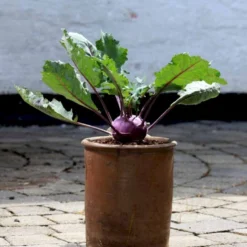 Kålrabi 'Azur-Star' Øko Brassica Oleracea 'Azur-Star' Frøpose, Antal Pr. Pakke, Ca. 70 Stk. 5 Kålrabi 'Azur-Star' Øko Brassica Oleracea 'Azur-Star' Frøpose, Antal Pr. Pakke, Ca. 70 Stk. -Osmosite Butik p34094 54590 brassica oleracea azur star ac30