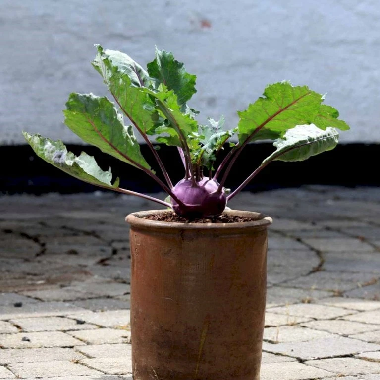 Kålrabi 'Azur-Star' Øko Brassica Oleracea 'Azur-Star' Frøpose, Antal Pr. Pakke, Ca. 70 Stk. 3 Kålrabi 'Azur-Star' Øko Brassica Oleracea 'Azur-Star' Frøpose, Antal Pr. Pakke, Ca. 70 Stk. - Billede 3