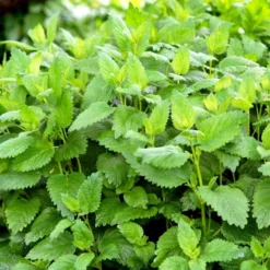 Citronmelisse 'Lemona' Øko Melissa Officinalis L. 'Lemona' Frøpose, Antal Pr. Pakke, Ca. 75 Stk. -Osmosite Butik p34104 54562 melissa officinalis l lemona 7e8e