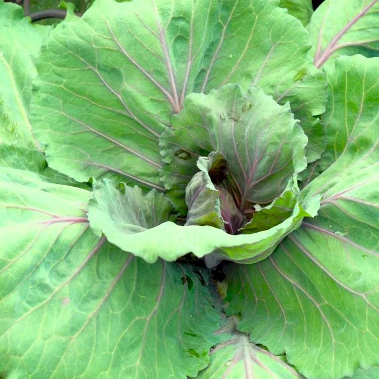 Japanske Bladgrønsager 'Tatsoi' Øko Brassica Rapa 'Tatsoi' Frøpose, Antal Pr. Pakke, Ca. 125 Stk. 2 Japanske Bladgrønsager 'Tatsoi' Øko Brassica Rapa 'Tatsoi' Frøpose, Antal Pr. Pakke, Ca. 125 Stk. - Billede 2