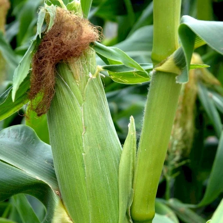 Sukkermajs 'Golden Bantam' Øko Zea Mays 'Golden Bantam' Frøpose, Antal Pr. Pakke, Ca. 10 Stk. 2 Sukkermajs 'Golden Bantam' Øko Zea Mays 'Golden Bantam' Frøpose, Antal Pr. Pakke, Ca. 10 Stk. - Billede 2