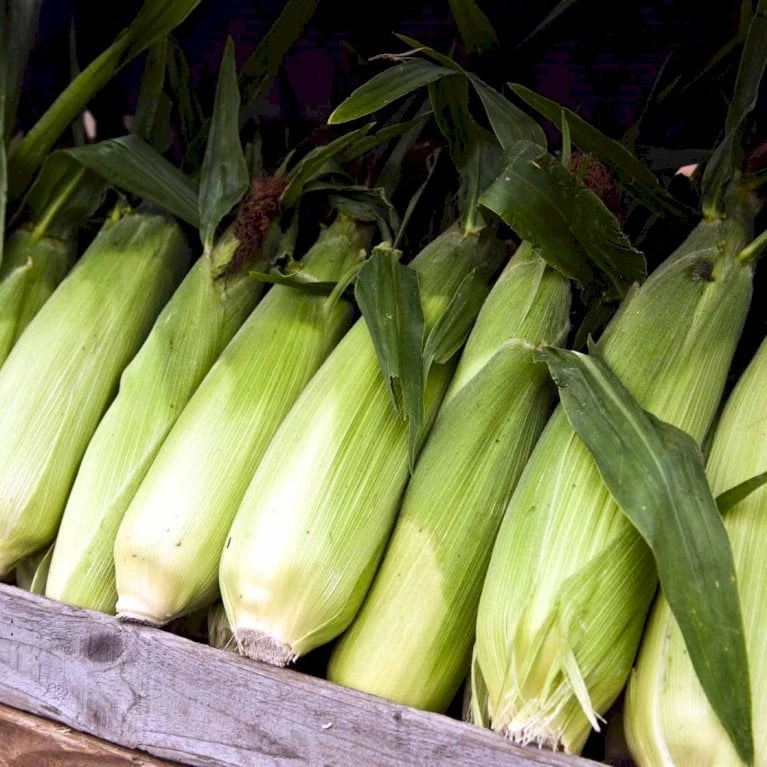 Sukkermajs 'Golden Bantam' Øko Zea Mays 'Golden Bantam' Frøpose, Antal Pr. Pakke, Ca. 10 Stk. 3 Sukkermajs 'Golden Bantam' Øko Zea Mays 'Golden Bantam' Frøpose, Antal Pr. Pakke, Ca. 10 Stk. - Billede 3
