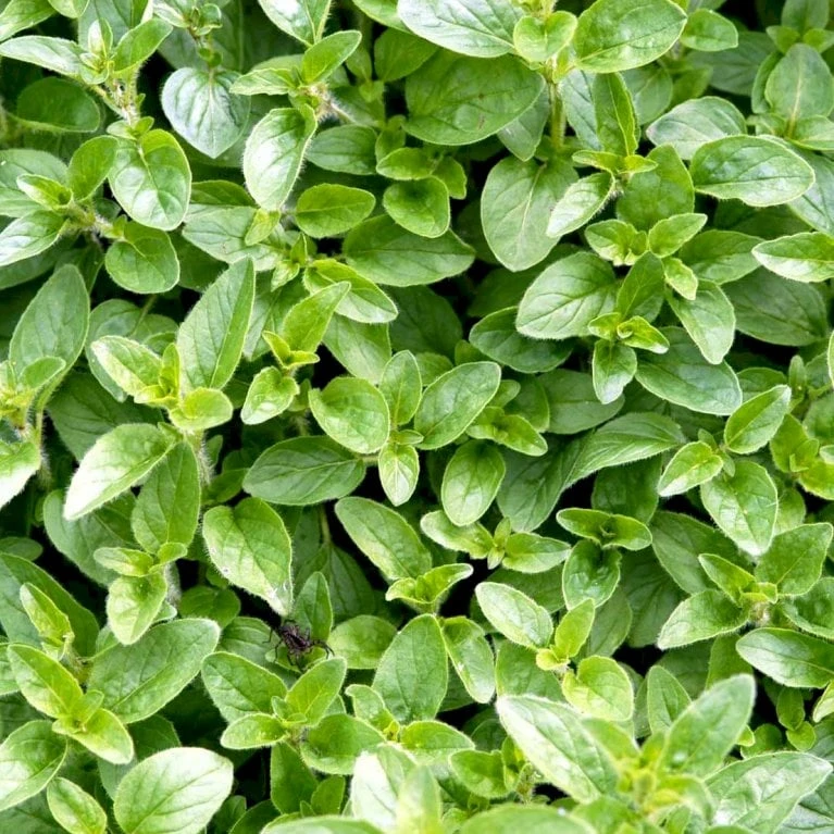 Vild Merian Øko Origanum Vulgare L. Frøpose, Antal Pr. Pakke, Ca. 50 Stk. 2 Vild Merian Øko Origanum Vulgare L. Frøpose, Antal Pr. Pakke, Ca. 50 Stk. - Billede 2