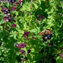 Vild Merian Øko Origanum Vulgare L. Frøpose, Antal Pr. Pakke, Ca. 50 Stk. 7 Vild Merian Øko Origanum Vulgare L. Frøpose, Antal Pr. Pakke, Ca. 50 Stk. -Osmosite Butik p34109 54629 origanum vulgare l 21ef