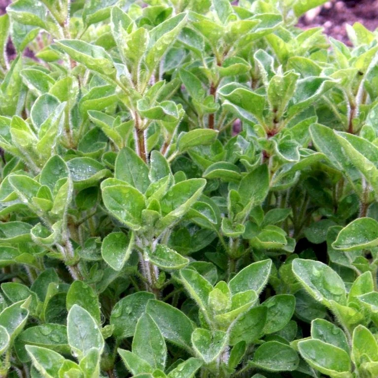 Vild Merian Øko Origanum Vulgare L. Frøpose, Antal Pr. Pakke, Ca. 50 Stk. 4 Vild Merian Øko Origanum Vulgare L. Frøpose, Antal Pr. Pakke, Ca. 50 Stk. - Billede 4