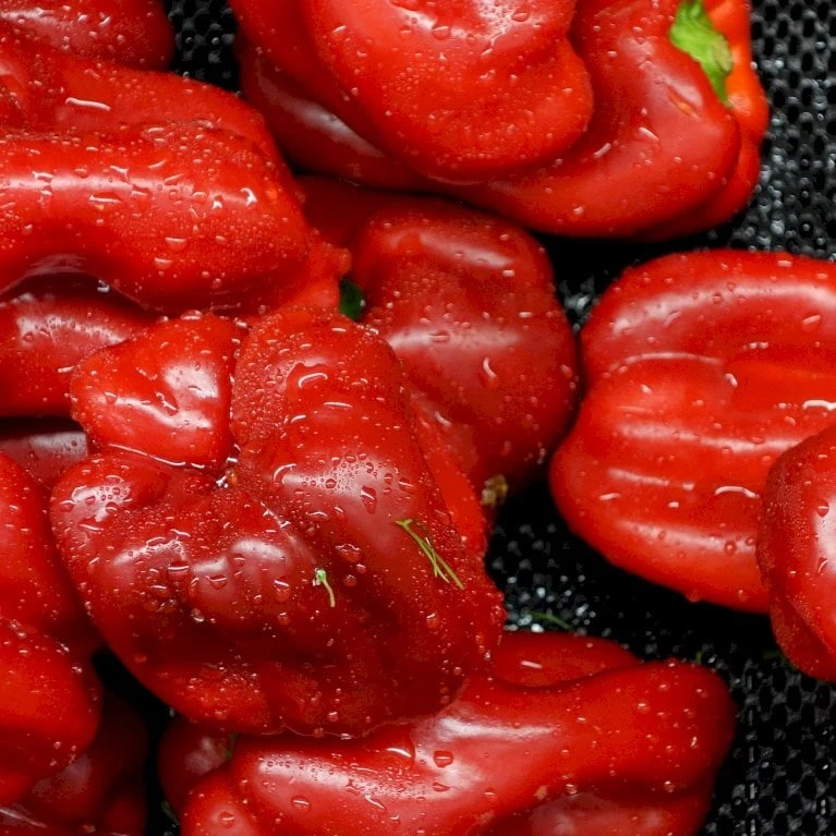 Sød Peber 'Olly' F1 Øko Capsicum Annuum 'Olly' F1 Frøpose, Antal Pr. Pakke, Ca. 3 Stk. 2 Sød Peber 'Olly' F1 Øko Capsicum Annuum 'Olly' F1 Frøpose, Antal Pr. Pakke, Ca. 3 Stk. - Billede 2